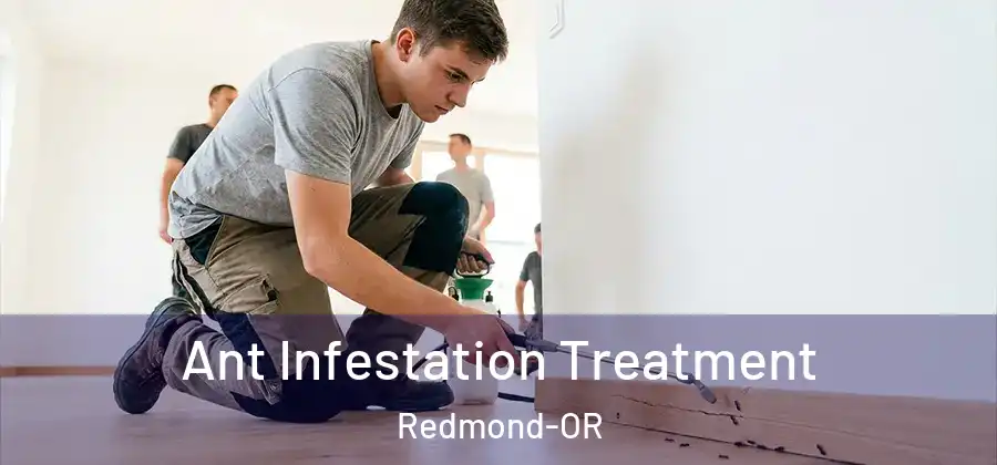 Ant Infestation Treatment Redmond-OR