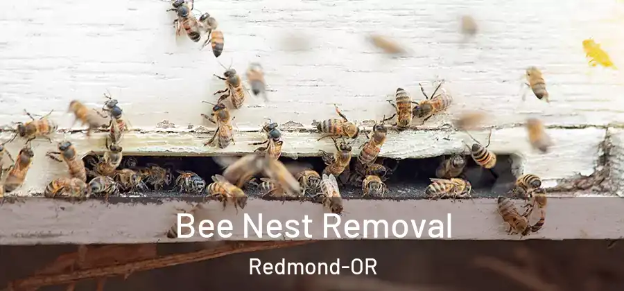 Bee Nest Removal Redmond-OR