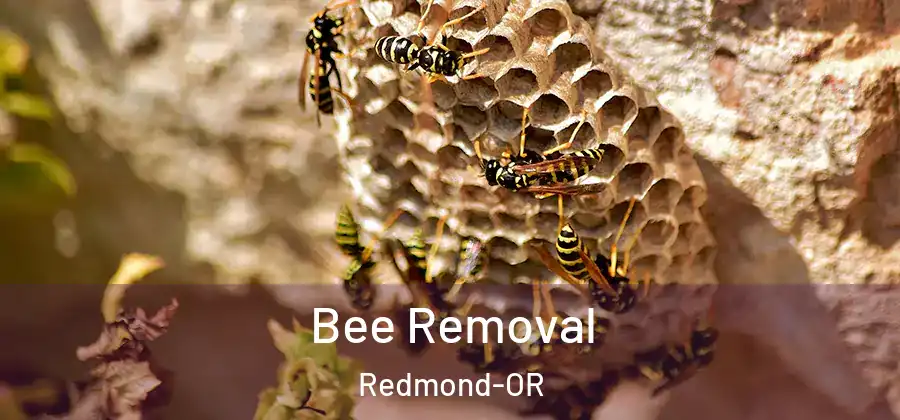 Bee Removal Redmond-OR