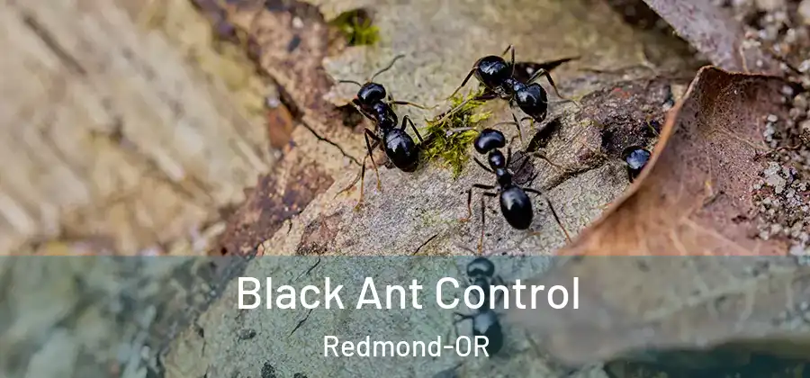 Black Ant Control Redmond-OR