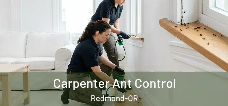 Carpenter Ant Control Redmond-OR