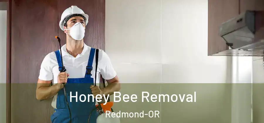 Honey Bee Removal Redmond-OR
