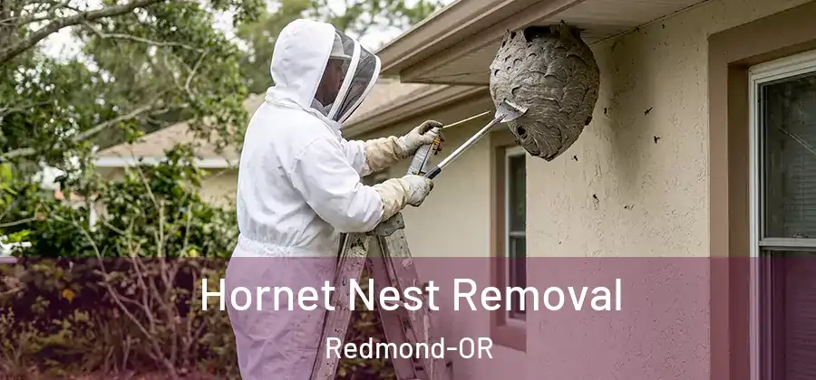 Hornet Nest Removal Redmond-OR