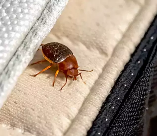Trusted Bed Bug Prevention Specialists in Redmond, OR