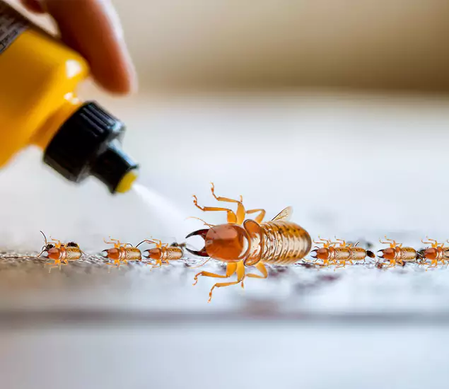 Reliable Bora Care Termite Experts in Redmond, OR