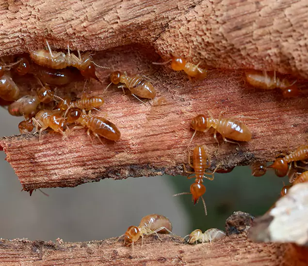 About Our Drywood Termite Treatment Experts in Redmond, OR