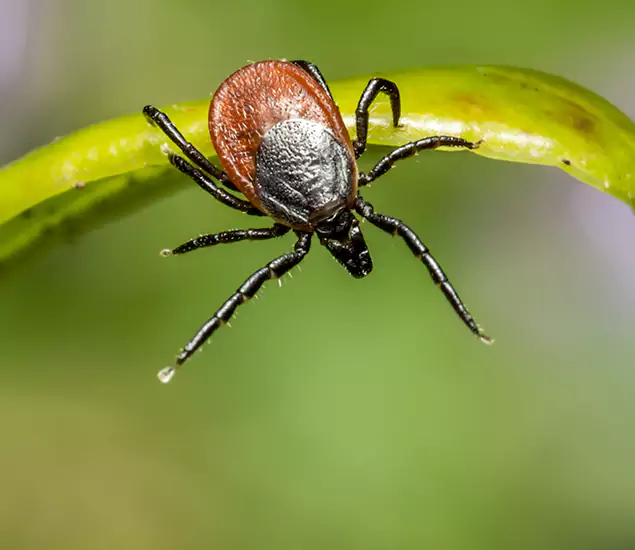 Your Trusted Tick Pest Control in Redmond, OR