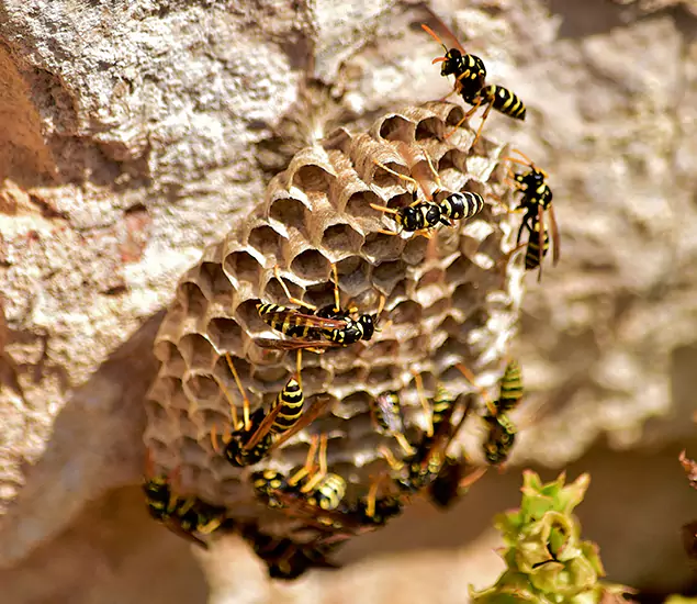 Your Best Wasp Removal Company in Redmond, OR