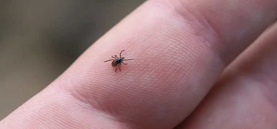 Infection Prevention for Bed Bug Bites in Redmond