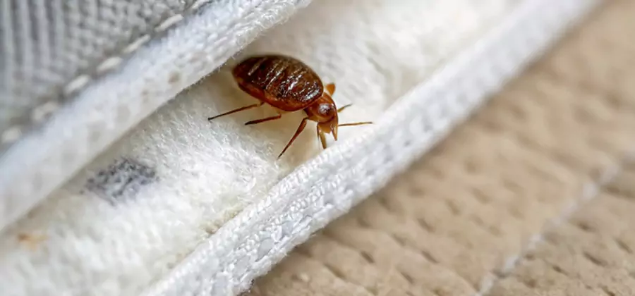 Tenting Bed Bug Fumigation in Redmond
