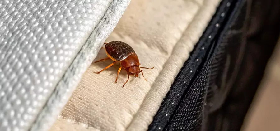 Commercial Bed Bug Control in Redmond