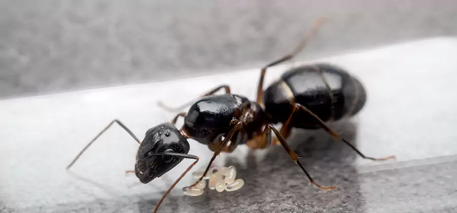 Black Ants in Kitchen Elimination in Redmond