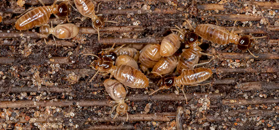 Bora Care Residential Termite Control in Redmond