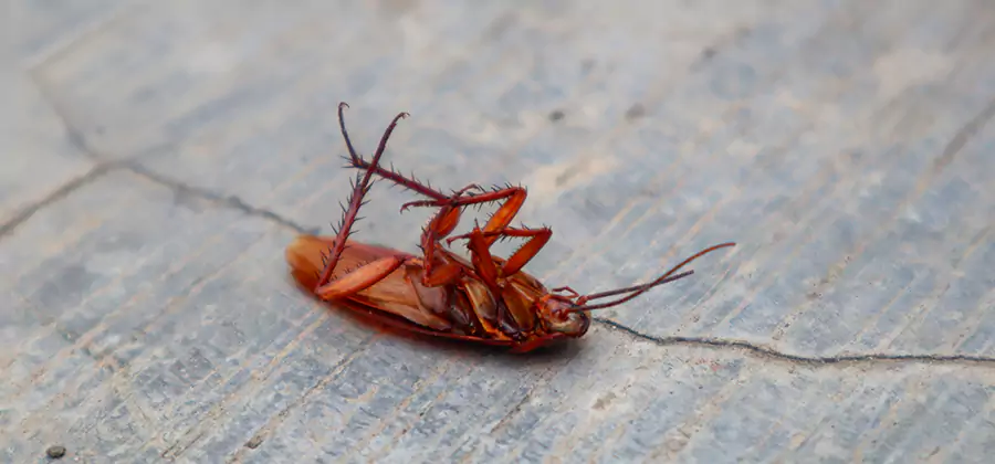 Cockroach Eradication for Commercial Properties in Redmond