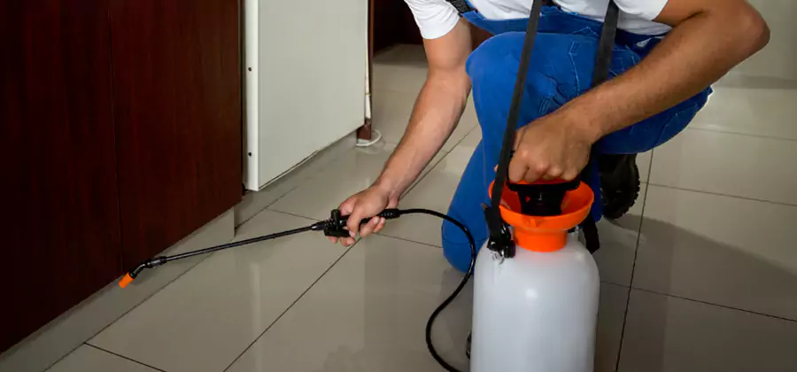 Palmetto Bug Exterminator in Redmond