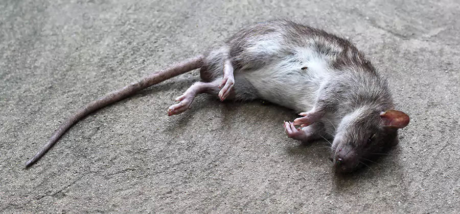 Dead Rat Disposal in Redmond