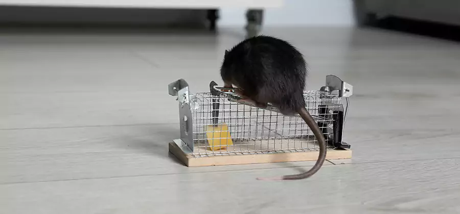 Mice in Attic Removal Redmond