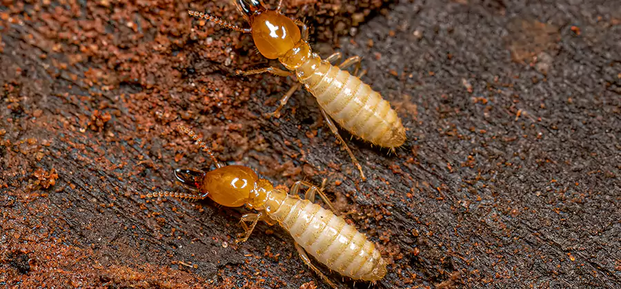 Structural Heat Termite Treatment in Redmond