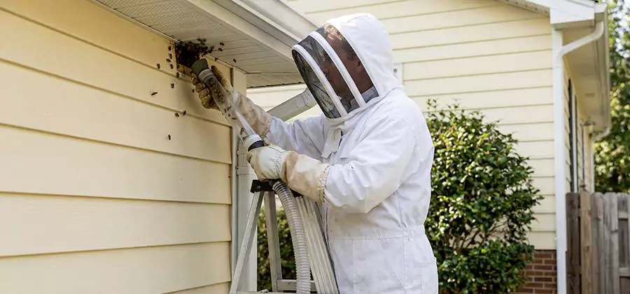 Wasp Nest in Wall Removal in Redmond