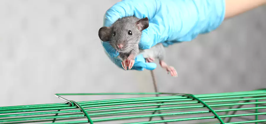 Humane Rat Trapping in Redmond