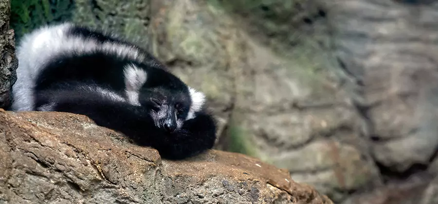 Humane Skunk Removal in Redmond