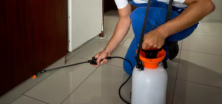 Indoor Insect Killer Solutions in Redmond
