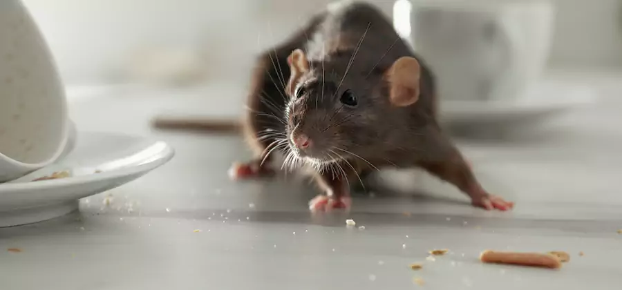 Rodent Feces Removal in Redmond