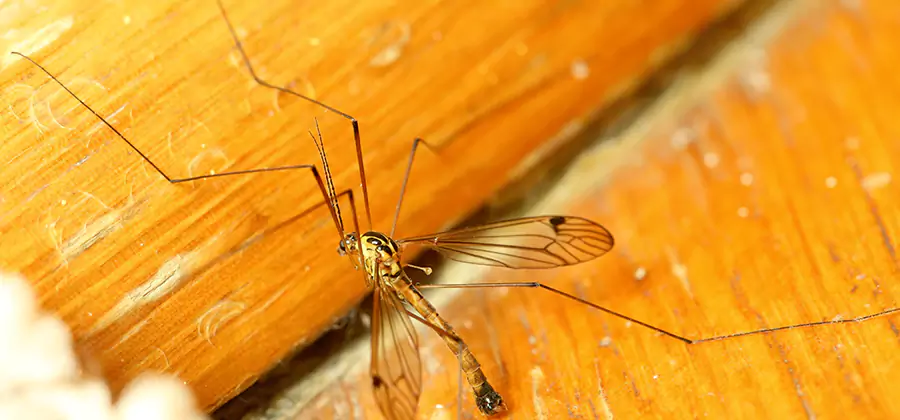 Exterior Mosquito Control in Redmond