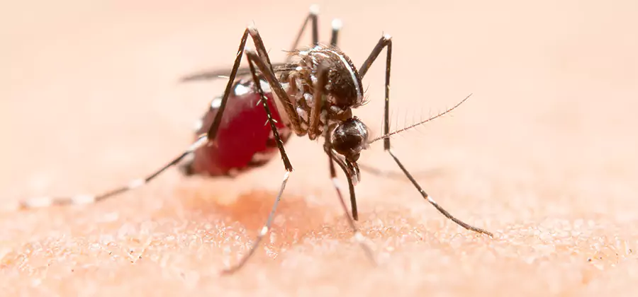 Pond Mosquito Control and Water Treatment in Redmond