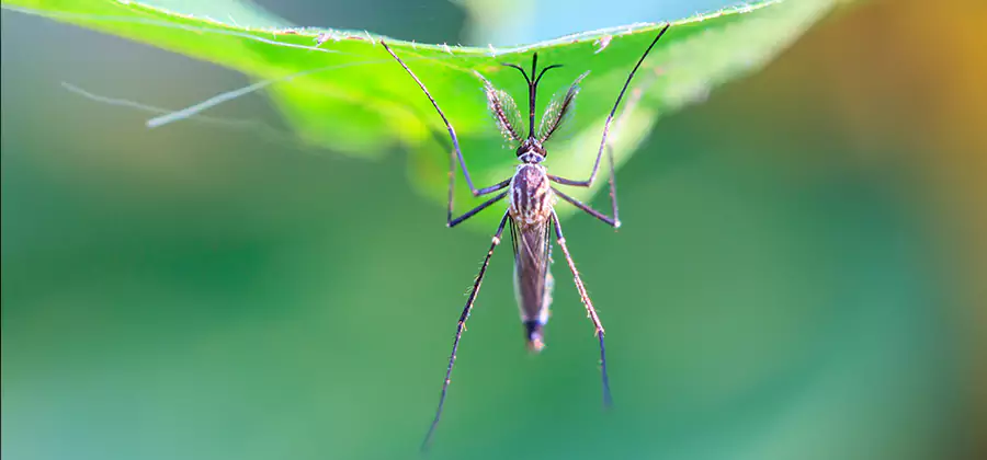 Home Defense Insect Killer in Redmond