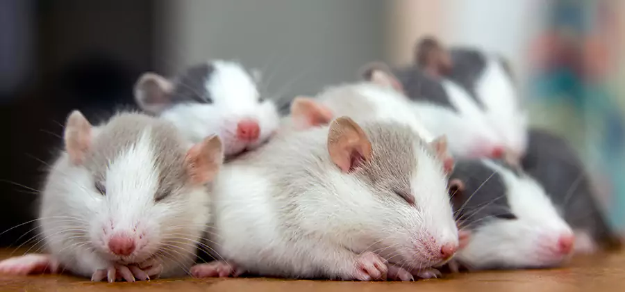 Redmond Pet Safe Mice Control