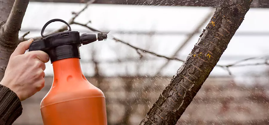 Orange Oil Structural Cavity Treatment in Redmond