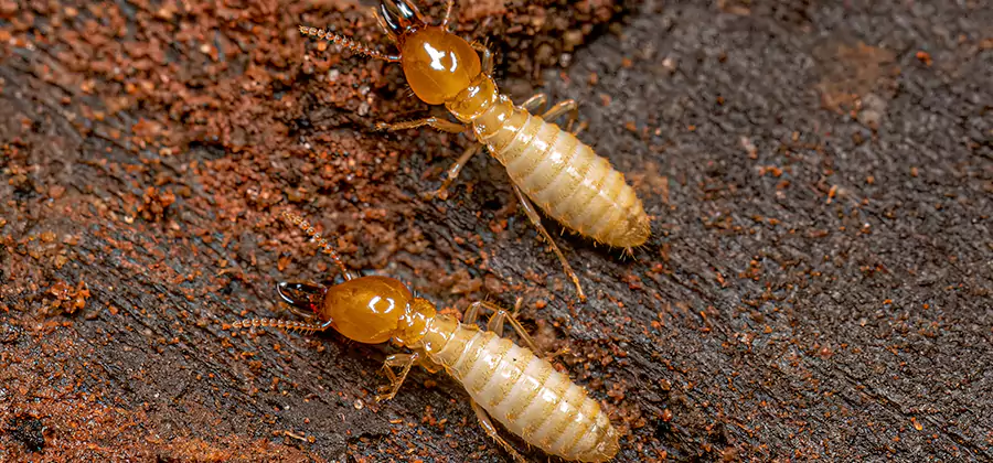 Natural Ant Hill Killer Treatment in Redmond