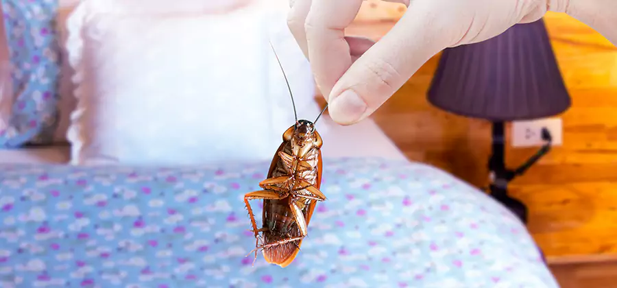 Bed Bug Inspection in Redmond