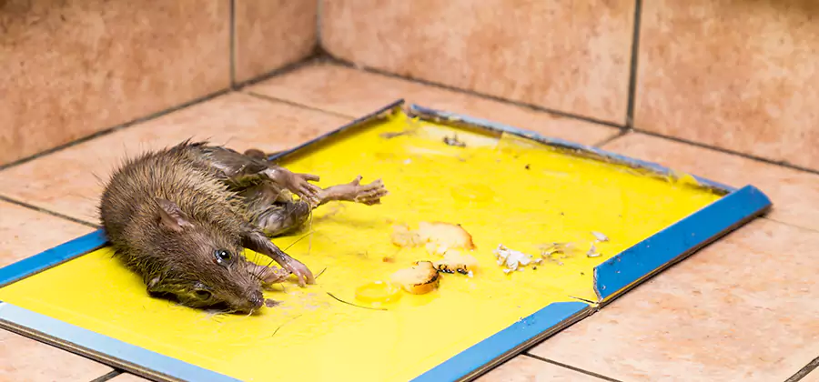 Rat Trapping Service In Redmond