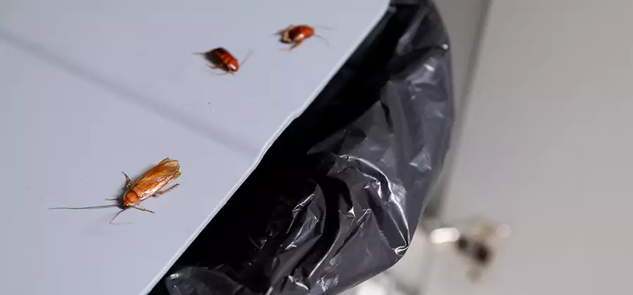 German Roach Pest Control in Redmond