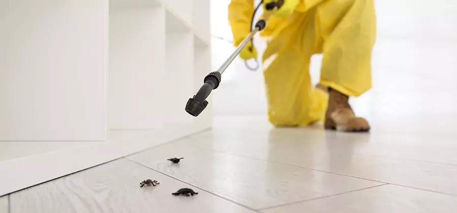 Roach and Bed Bug Exterminator in Redmond