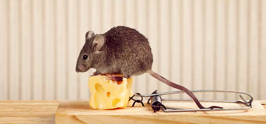 Commercial Rodent Exclusion Services in Redmond