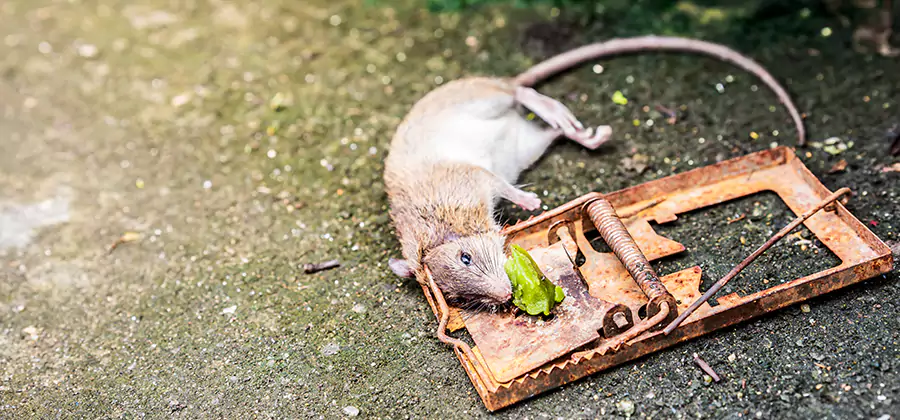 Rat Trapping in Redmond