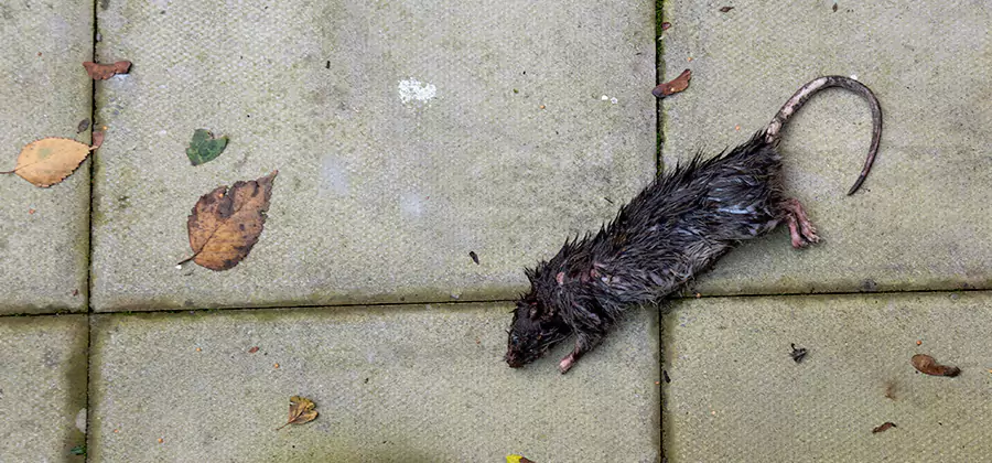 Rodent inspection service in Redmond