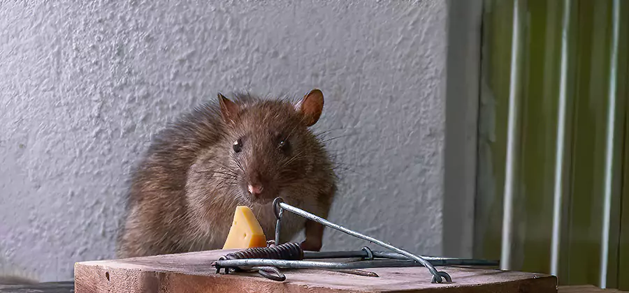Roof Rat Proofing Service in Redmond