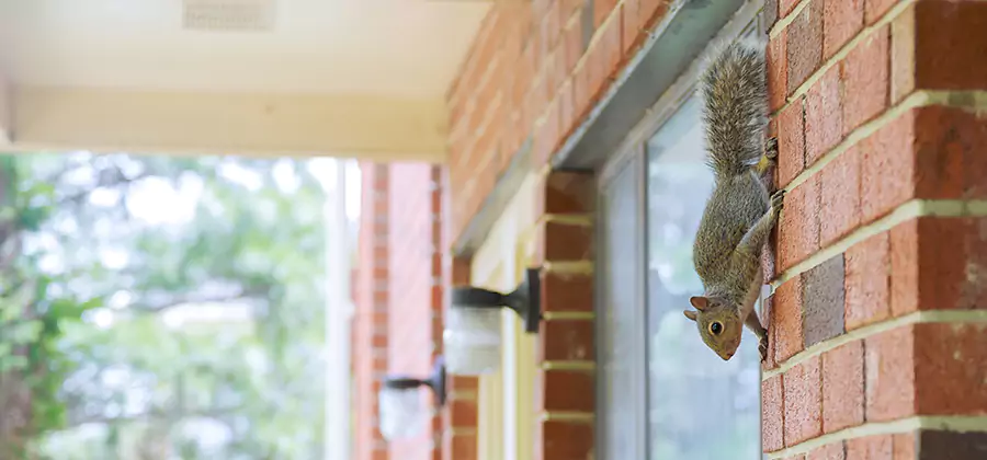 Squirrel Inside Walls Removal in Redmond