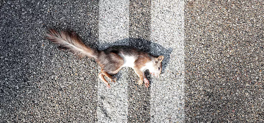 Dead Squirrel Removal in Redmond