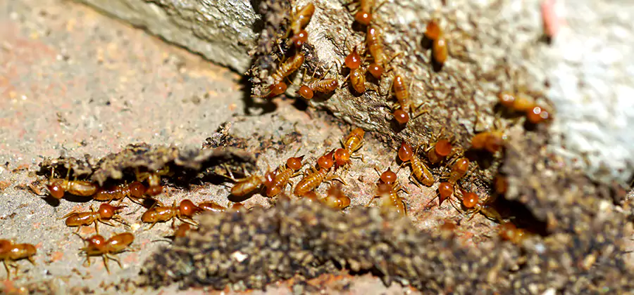 Wood Treatment and Localized Termite Solutions in Redmond
