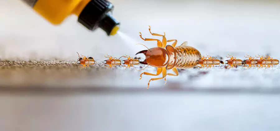 Foundation Termite Spraying Control in Redmond
