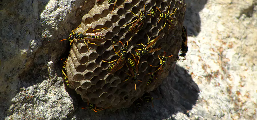 Wasp Nest in Tree Removal Redmond