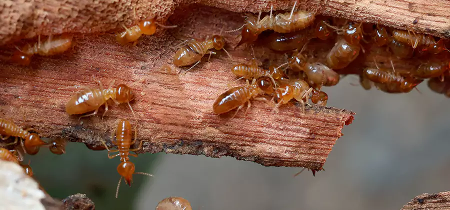 Wood Preservation Termite Treatment in Redmond