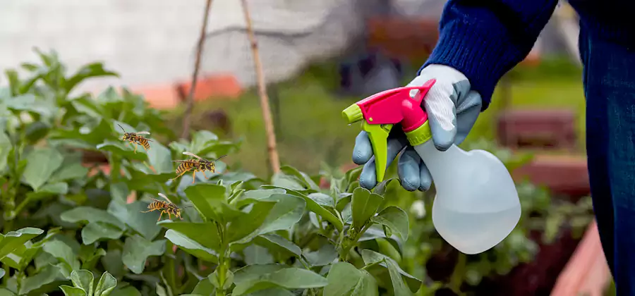 Yellow Jacket Pest Removal for Commercial Properties in Redmond