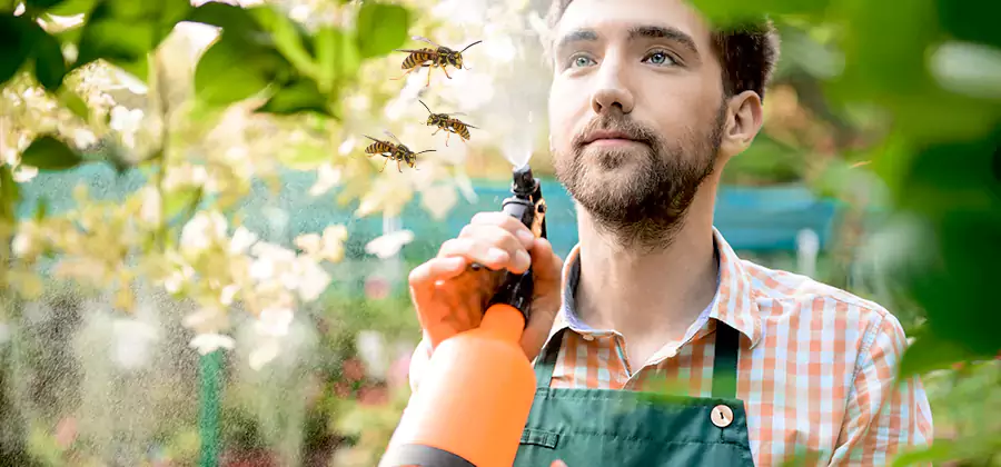 Yellow Jacket Wasp Removal in Redmond