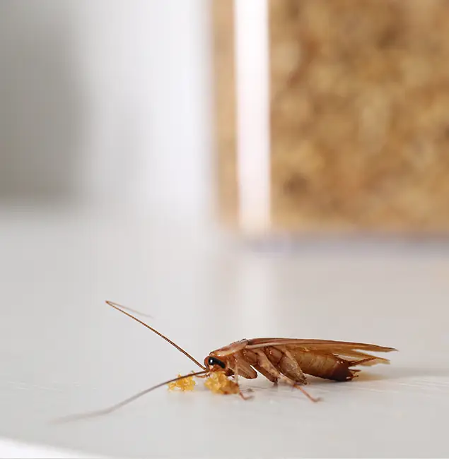 Why Redmond Pest Control Pro Stands Out in Redmond, OR?